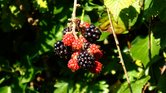 Berries