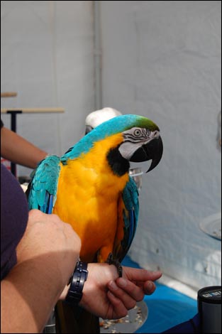 A parrot on display at the Three Counties Show 2009 - photo by Sally Robinson