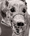 A Night at the Dogs