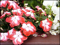 Selston in bloom