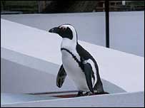 Pingüim