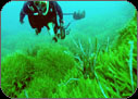 Parts of the Mediterranean sea-floor are a green desert