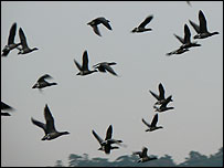 Winter geese