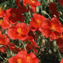 Helianthemum, Rock rose