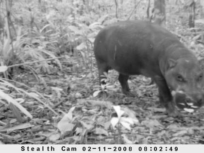 A pygmy hippopotamus captured using a camera trap in Liberia.