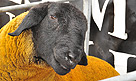 Royal Highland Show 2011