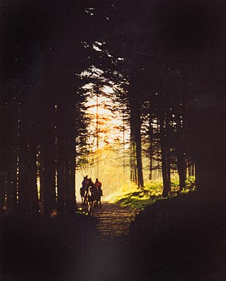 On horseback in Castlewellan Forest