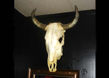 Nice cow skull
