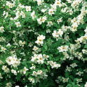 Philadelphus, Mock orange