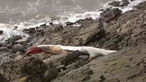 Whales