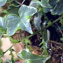 Ivy