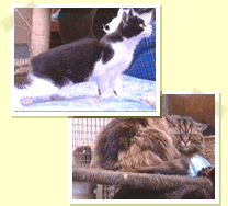 Lloches Mann Cat