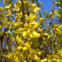 Forsythia x intermedia, Forsythia