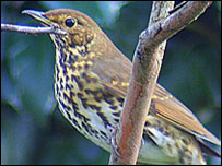 Thrush