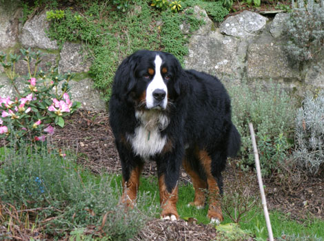 Nelson the dog
