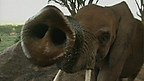 Elephant Senses
