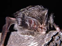 Picture: Barbastelle bat by Kevin Simmonds