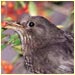 a blackbird