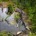 One of Wynyard's wildlife habitats