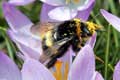 Bumble Bee
