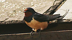 Ringing Swalllow Chicks