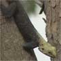 Lizards by the pool