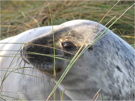 Seal