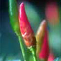 Capsicum annuum Longum Group, Chilli Pepper