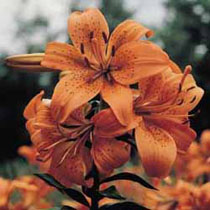 Lily 'Fire King'