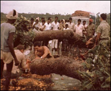 Clearing trees
