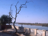'Adam's tree' in what is believed to be the site of the Garden of Eden