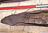 Image of piles used to reconstruct the crannog