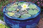 Finished mini pond