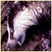 a dead badger.