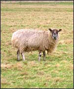 Castle Farm sheep