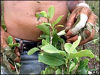 planta de coca na colômbia