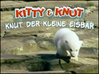O ursinho Knut