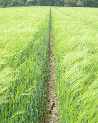 Barley