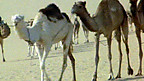 The Camel in the Desert