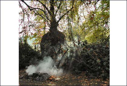 Autumn in Arley Arboretum by Valerie Bradley