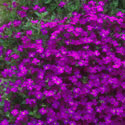Aubrieta 'Doctor Mules', Aubretia