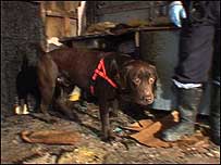 Floyd the fire dog