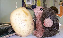 Potatoes doing all manner of activities