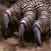 Komodo Claws