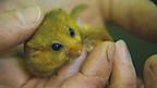 Dormouse