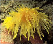 Sunset Coral