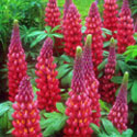Lupinus, Lupin