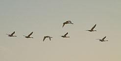 whooper swans