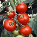 Lycopersicon esculentum, Tomato