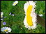 Nottinghamshire's mega-daisy